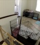 French Bulldog Escape Artist