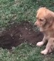 Doggo Happy with His Giant Hole
