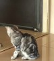 Silly Cat Plays with His Reflection