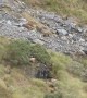 Unbelievable sight showing Bull Tahr hidden in mountain landscape