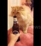 Curious cat wants to try her first taste of beer
