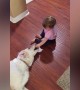Babies Try to Make Friends with Dogs