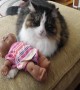 Cute Cat Snuggles with Baby Doll