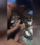 Tender moment breathless newborn husky is revived by owner