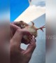 Chick born with four legs in eastern China