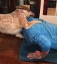 Playful dog gives owner a little extra weight as he performs push-ups