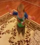 Determined Little Boy Learns how to Hop on One Foot