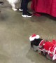 This wheelchaired pup is all ready for Christmas