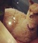 Pet Alpaca Not Sure About Christmas