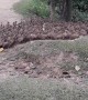 Huge Flock of Ducks Waddling on Path