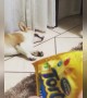 Dog wakes up when he hears the sound of snacks