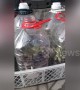 Woman keeps her plants in plastic bottles to protect against the cold