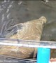 Baby manatee attempts to hold onto see-through canoe to get help swimming