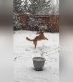Golden retriever ecstatic to be playing in snow for first time