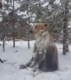 Friendly pet bear loves to play and roll around in the snow