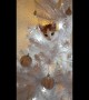 Cheeky cat treats Christmas tree as her very own climbing pole