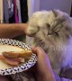 Hungry cat really wants a bite of owner\'s ham sandwich