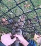 Man Frees Rabbit Trapped in Fence