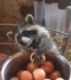 Raccoon's Paws are Too Tiny for Eggs