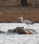 Heron bird unbelievably balances on the back of a hippo