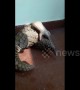 Mother and baby pangolin taste freedom after being rescued from poachers