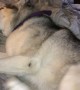 Husky whines loudly when it\'s time to get out of bed