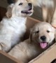 Golden Retriever Gets a Puppy Surprise