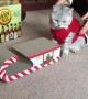 Cat in Santa outfit mounts Christmas sleigh