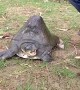 Turtle with huge hump worshipped as deity in India