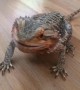Excited Bearded Dragon does happy dance for blueberries