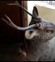 Oh deer! Unexpected guest breaks into school in northern India