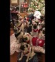 Large family of pugs dons Christmas sweaters for holiday photo with Santa