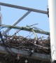 Eagle Makes Nest Atop Cell Phone Tower