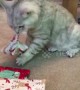 Clever cat unwraps his own Christmas present