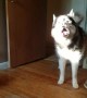 Stubborn husky brings back stolen shoe after being confronted