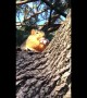 Squirrel Buddy Loves Snacks