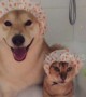 Cat and dog buddies take a bubble bath together