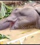 Heartbreaking video shows injured elephant being treated after collapsing