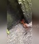 Insect takes huntsman spider home for dinner