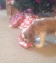Pets Love Presents, Too!