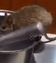 Rat caught drinking water in Chinese restaurant by the buffet table