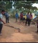 Outcry against amateur snake catchers turning cobra rescue into photo-op