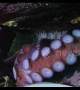 Giant octopus protects newborn children