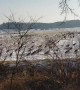 Sandhill Crane Flock Preparing to Migrate