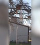 Squirrel tries to Understand Basketball Hoop