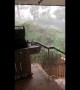 Near miss for family when storm fells huge tree in Sydney, Australia