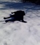 Labrador dog absolutely loves to body slide in the snow