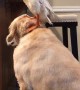 Dog Helps Duck Reach New Heights