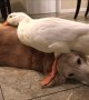 Dogs Make the Best Cuddle Buddies