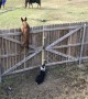 Dogs stare at grazing horses from behind fence